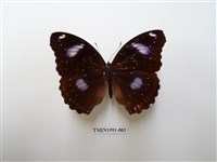 藏品(幻蛺蝶)的圖片